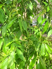 Fraxinus pennsylvanica