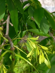 Fraxinus pennsylvanica