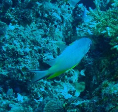 Amblyglyphidodon orbicularis