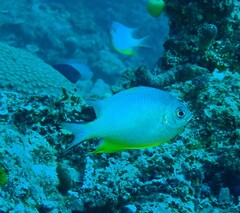 Amblyglyphidodon orbicularis