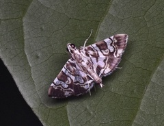 Chabula acamasalis