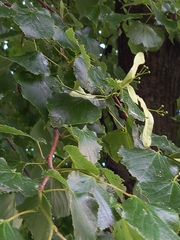 Tilia cordata