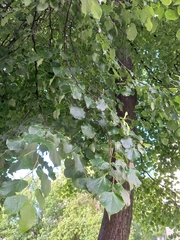 Tilia cordata