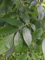 Fraxinus pennsylvanica