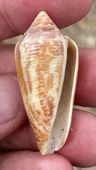 Conasprella mahogani image