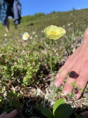 Papaver radicatum