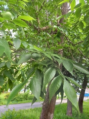 Fraxinus pennsylvanica