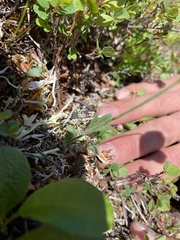 Papaver radicatum