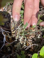 Papaver radicatum