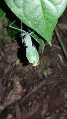 Macromantis hyalina