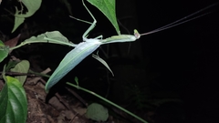 Macromantis hyalina