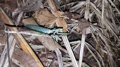 Macromantis hyalina