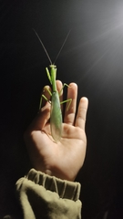 Macromantis hyalina