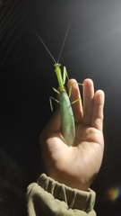 Macromantis hyalina