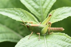 Locusta migratoria