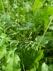 Poa annua