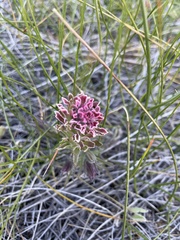 Castilleja pilosa