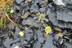 Papaver mcconnellii