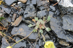 Papaver mcconnellii