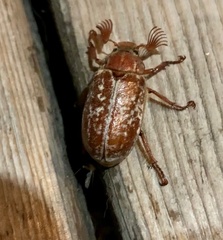 Polyphylla variolosa