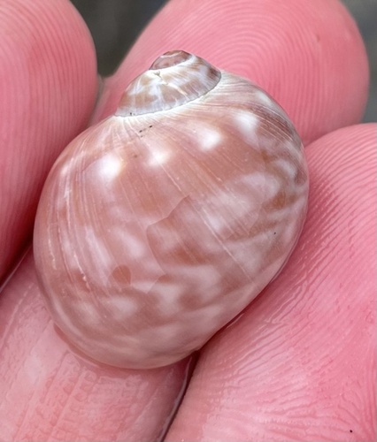 Notocochlis chemnitzii