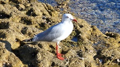 Chroicocephalus novaehollandiae novaehollandiae