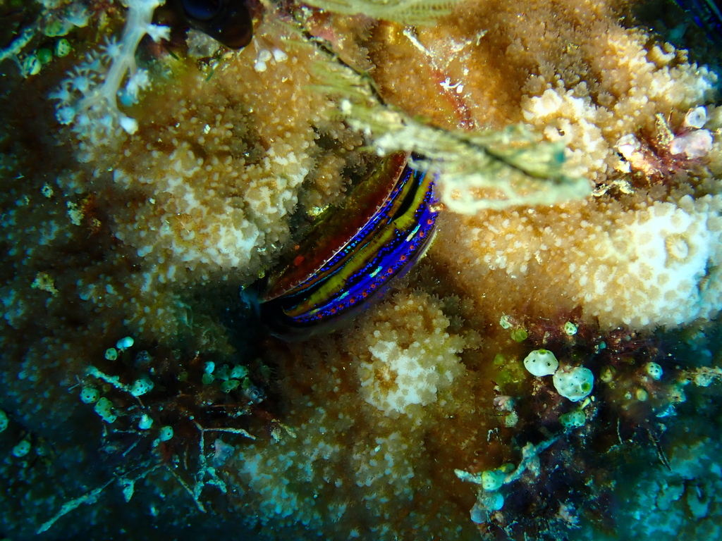 Iridescent Scallop