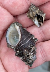 Thaisella kiosquiformis