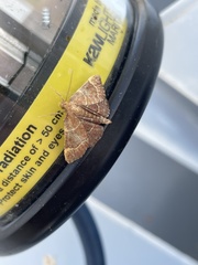 Hypsopygia rubidalis