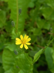Lapsana communis