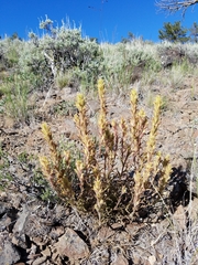 Castilleja chlorotica
