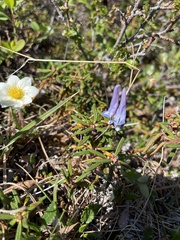 Corydalis pauciflora