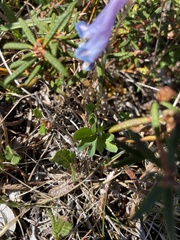 Corydalis pauciflora