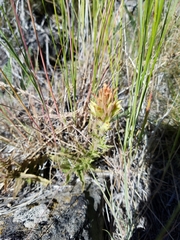 Castilleja chlorotica