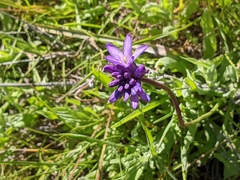 Dichelostemma congestum