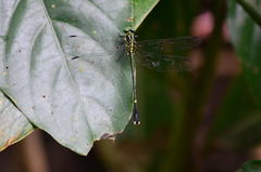 Leptogomphus sauteri formosanus