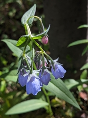 Mertensia paniculata paniculata