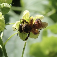 Andrena florea