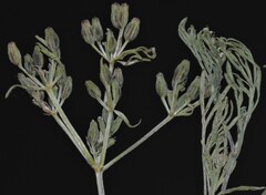 Ammoselinum popei