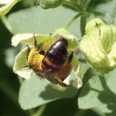 Andrena florea