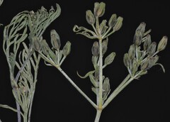 Ammoselinum popei
