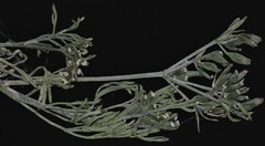 Ammoselinum popei