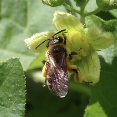 Andrena florea