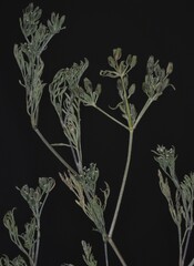 Ammoselinum popei