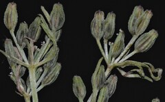 Ammoselinum popei