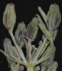 Ammoselinum popei