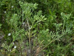 Ammoselinum popei