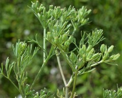 Ammoselinum popei