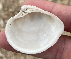 Chionopsis amathusia