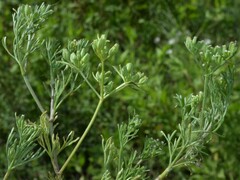 Ammoselinum popei
